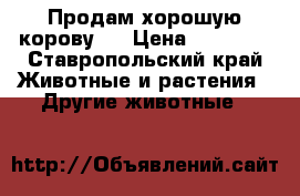 Продам хорошую корову!! › Цена ­ 50 000 - Ставропольский край Животные и растения » Другие животные   